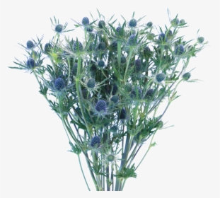 Eryngium Png, Transparent Png, Free Download