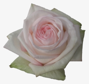 Pink O Hara Roses White, HD Png Download, Free Download