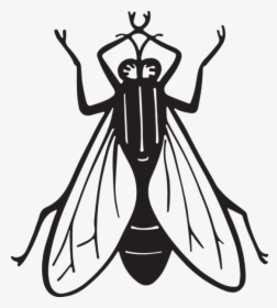 Fly Clipart Insect - Housefly Line Art, HD Png Download, Free Download