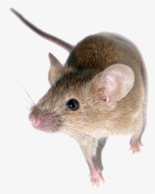 Little Mouse, HD Png Download, Free Download