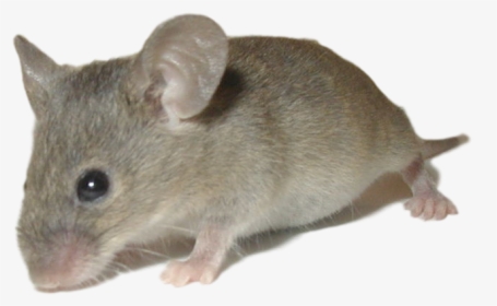 House Mouse - Mouse Animals, HD Png Download, Free Download