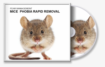 Mouse Next To Rat, HD Png Download, Free Download
