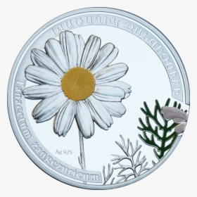 Chamomile Png 13, Buy Clip Art - Oxeye Daisy, Transparent Png, Free Download