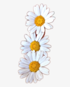 Flor Freetoedit - Oxeye Daisy, HD Png Download, Free Download