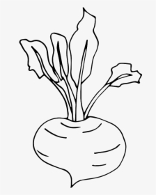 Drawing Image Of Turnip, HD Png Download, Free Download