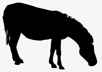 Mule Mustang Mare Stallion Halter - Mane, HD Png Download, Free Download