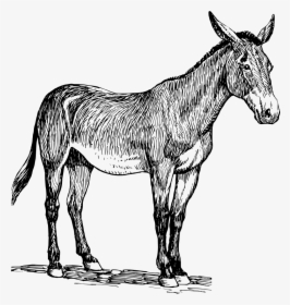 Mule - Drawing Of Mule, HD Png Download, Free Download