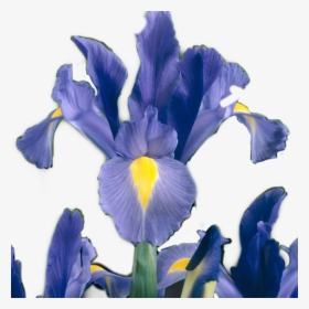 #iris #flower #sticker #irisflower #irisflowersticker - Iris Versicolor, HD Png Download, Free Download