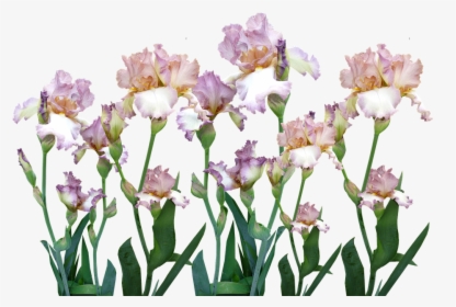 Iris, Garden, Flowers, Spring - Iris, HD Png Download, Free Download