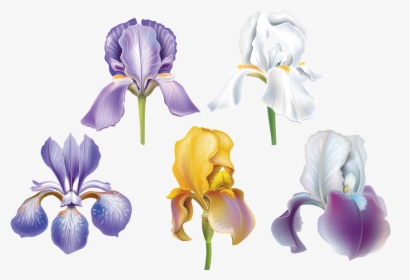 Set Of Flowers Png And Soloveika - Algerian Iris, Transparent Png, Free Download
