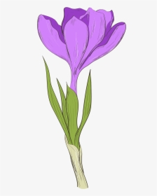 Transparent Iris Flower Png - Orris Root, Png Download, Free Download