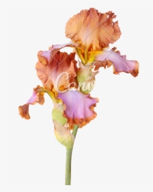Stem With Two Multicolored Iris Flowers Isolated - Brown Bearded Iris Flower, HD Png Download, Free Download