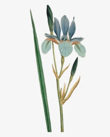 Iris Sibirica Flower Botanical Illustration Curtiss - Iris Sibirica Botanical Illustration, HD Png Download, Free Download