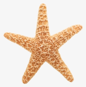 Starfish Free Clipart Cliparts And Others Art Inspiration - Starfish Transparent Background, HD Png Download, Free Download