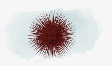 Sea Urchin Png Images Free Transparent Sea Urchin Download Kindpng