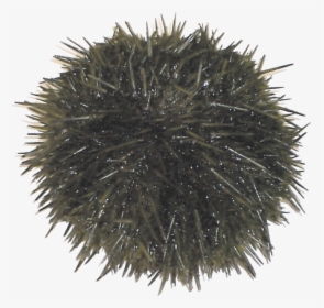 Transparent Sea Urchin Png - Sea Urchin, Png Download, Free Download