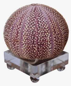 Transparent Sea Urchin Png - Sphere, Png Download, Free Download