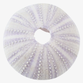 Purple Sea Urchin 1-2 - Circle, HD Png Download, Free Download
