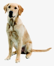 Labrador Retriever Png - Mischling Labrador Golden Retriever, Transparent Png, Free Download