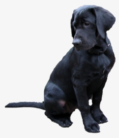 Labrador Retriever Png - Black Lab Transparent Background, Png Download, Free Download