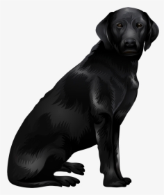 Labrador Retriever Png - Dog Catches Something, Transparent Png, Free Download
