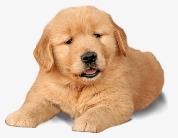 Labrador Chow Dogs Word - Labrador Gold Retriever Puppys, HD Png Download, Free Download