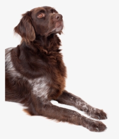 Png Bilder, Looking Up, Pets, Pet Dogs, Labrador Retriever, - Dog Looking Up Png, Transparent Png, Free Download