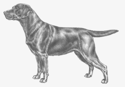 Labrador Retriever Standard, HD Png Download, Free Download