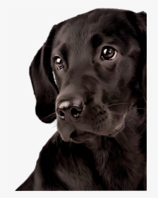 Transparent Labrador Retriever Png - Labrador Png, Png Download, Free Download