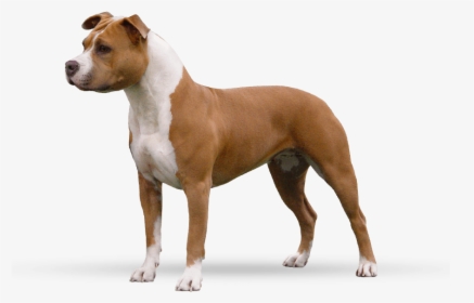 American Staffordshire Terrier Profile, HD Png Download, Free Download