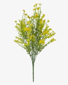 21 - Common Tansy, HD Png Download, Free Download