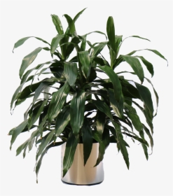 Houseplant, HD Png Download, Free Download