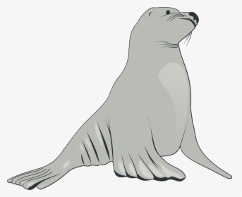 Sea Lion - Sea Lion Clipart, HD Png Download, Free Download
