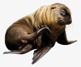 Sea Lion Png - Lobos Marinos Png, Transparent Png, Free Download