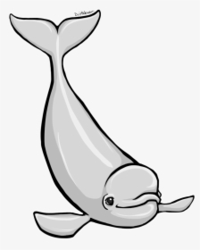 Beluga Whale Clipart - Beluga Whale Clip Art, HD Png Download, Free Download
