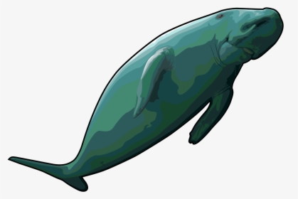 Free Whale Clipart Black And White - Dugong Clipart, HD Png Download, Free Download