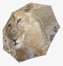 Baby Lion Foldable Umbrella, HD Png Download, Free Download