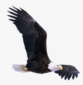 Transparent Eagle Flying Png, Png Download, Free Download