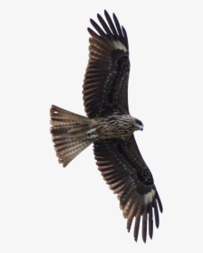 Bird Of Prey Hawk Eagle - Gaviao Voando Png, Transparent Png, Free Download
