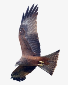 #eagle #flying #bird #shaheen #eagleeye - Shaheen Eagle, HD Png Download, Free Download