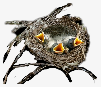 #birds #nest - Transparent Birds In Nest, HD Png Download, Free Download