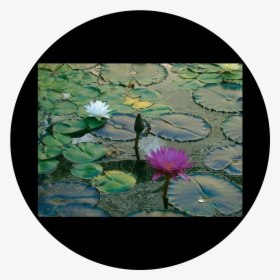 Water Lily, HD Png Download, Free Download