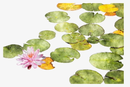 #lilypads #lily #lilypad - Lotus Watercolor, HD Png Download, Free Download