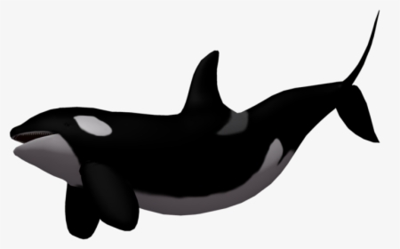 Killer Whale Png Image - Killer Whale Transparent Background, Png Download, Free Download