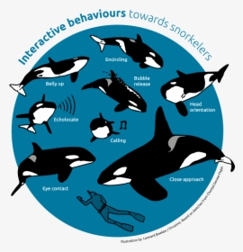 Behaviours - Orca Eyes Close Up, HD Png Download, Free Download