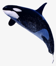 Real Orca Transparent Background, HD Png Download, Free Download