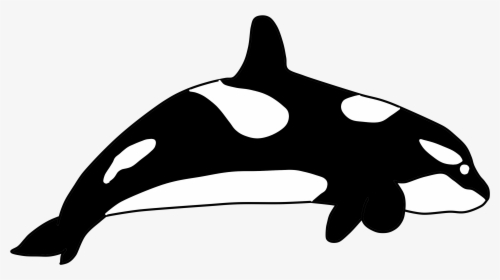 344 - Killer Whale, HD Png Download, Free Download