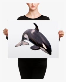 "  Class="lazyload Lazyload Mirage Cloudzoom "  Style= - Killer Whale White Background, HD Png Download, Free Download