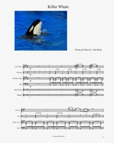 Killer Whales, HD Png Download, Free Download