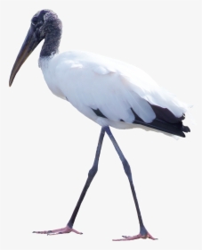 Clipart Birds Cranes - Water Bird, HD Png Download, Free Download
